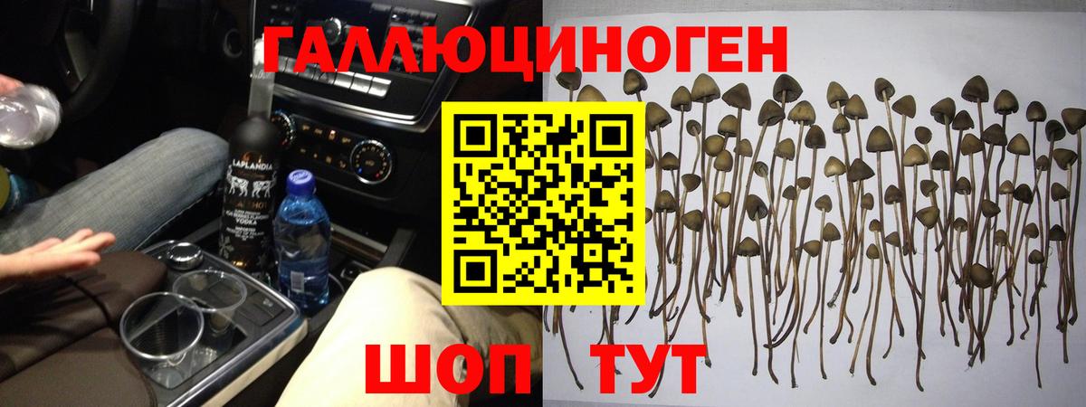 Кингисепп  Псилоцибиновые грибы мицелий  Вход с VPN 